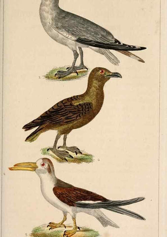 Reproducción/Reproduction 25482024256: Oeuvres complètes de Buffon,. Paris,F.D. Pillot,1830-32 [v. 1, 1831]