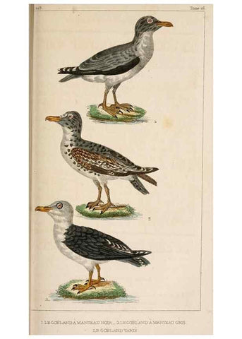 Reproducción/Reproduction 25508120855: Oeuvres complètes de Buffon,. Paris,F.D. Pillot,1830-32 [v. 1, 1831]