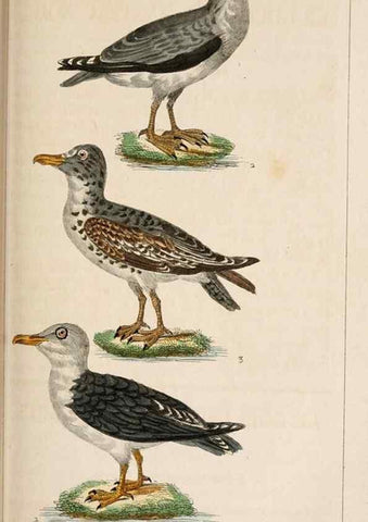Reproducción/Reproduction 25508120855: Oeuvres complètes de Buffon,. Paris,F.D. Pillot,1830-32 [v. 1, 1831]