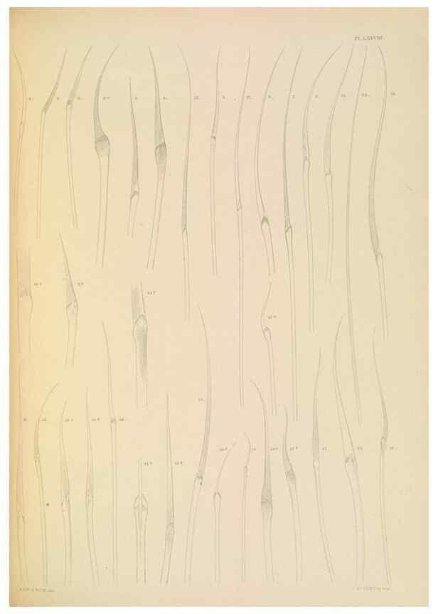 Reproducción/Reproduction 24960893585: A monograph of the British marine annelids.. London,The Ray society,1873/1900-1922/23.