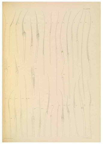 Reproducción/Reproduction 24960893585: A monograph of the British marine annelids.. London,The Ray society,1873/1900-1922/23.