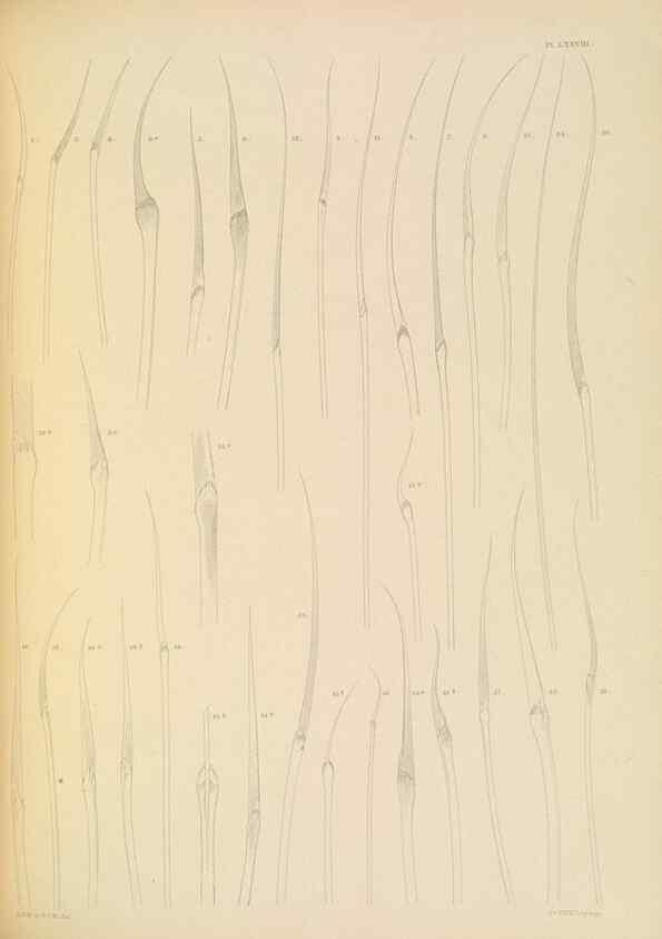 Reproducción/Reproduction 24960893585: A monograph of the British marine annelids.. London,The Ray society,1873/1900-1922/23.