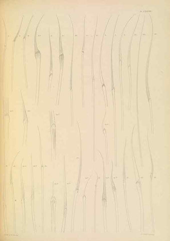 Reproducción/Reproduction 24960893585: A monograph of the British marine annelids.. London,The Ray society,1873/1900-1922/23.
