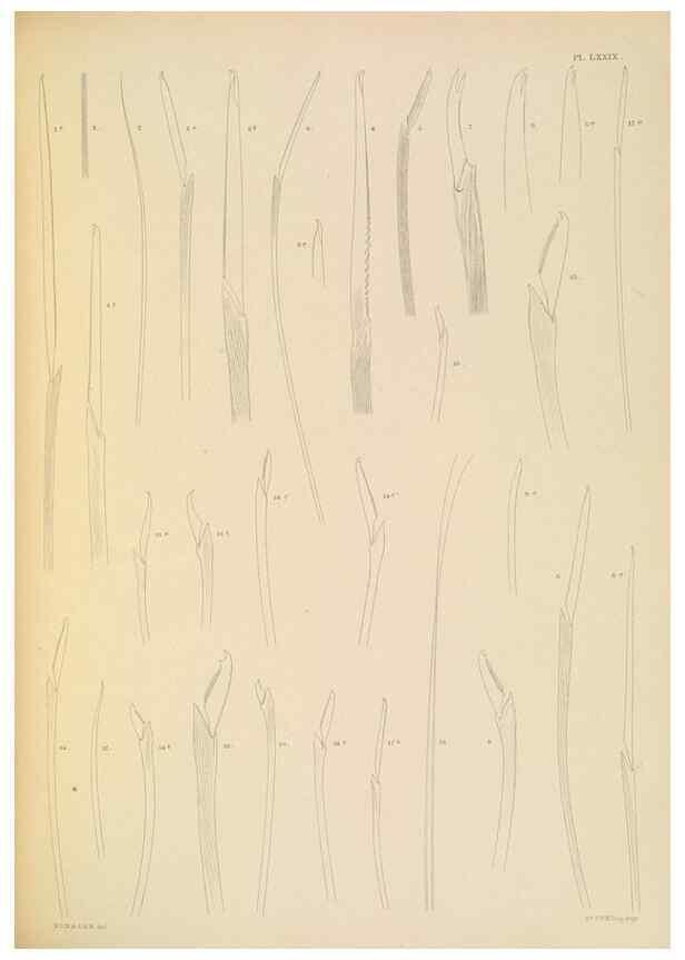 Reproducción/Reproduction 24334058663: A monograph of the British marine annelids.. London,The Ray society,1873/1900-1922/23.