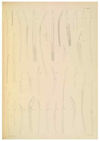 Reproducción/Reproduction 24334058663: A monograph of the British marine annelids.. London,The Ray society,1873/1900-1922/23.