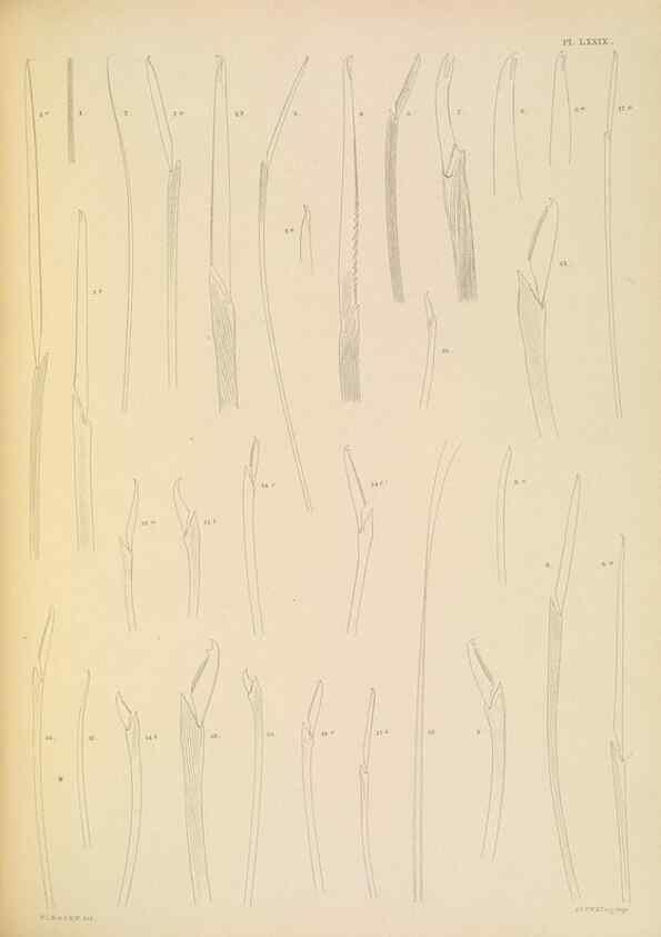 Reproducción/Reproduction 24334058663: A monograph of the British marine annelids.. London,The Ray society,1873/1900-1922/23.