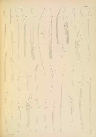 Reproducción/Reproduction 24334058663: A monograph of the British marine annelids.. London,The Ray society,1873/1900-1922/23.