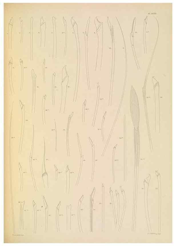 Reproducción/Reproduction 24960900705: A monograph of the British marine annelids.. London,The Ray society,1873/1900-1922/23.