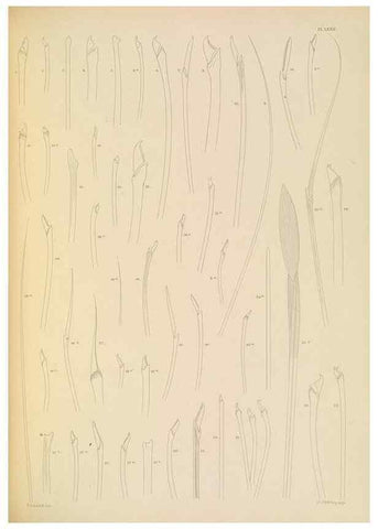 Reproducción/Reproduction 24960900705: A monograph of the British marine annelids.. London,The Ray society,1873/1900-1922/23.