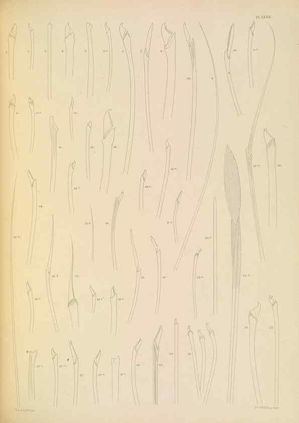 Reproducción/Reproduction 24960900705: A monograph of the British marine annelids.. London,The Ray society,1873/1900-1922/23.