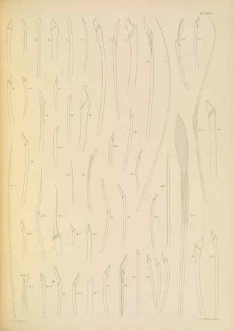 Reproducción/Reproduction 24960900705: A monograph of the British marine annelids.. London,The Ray society,1873/1900-1922/23.