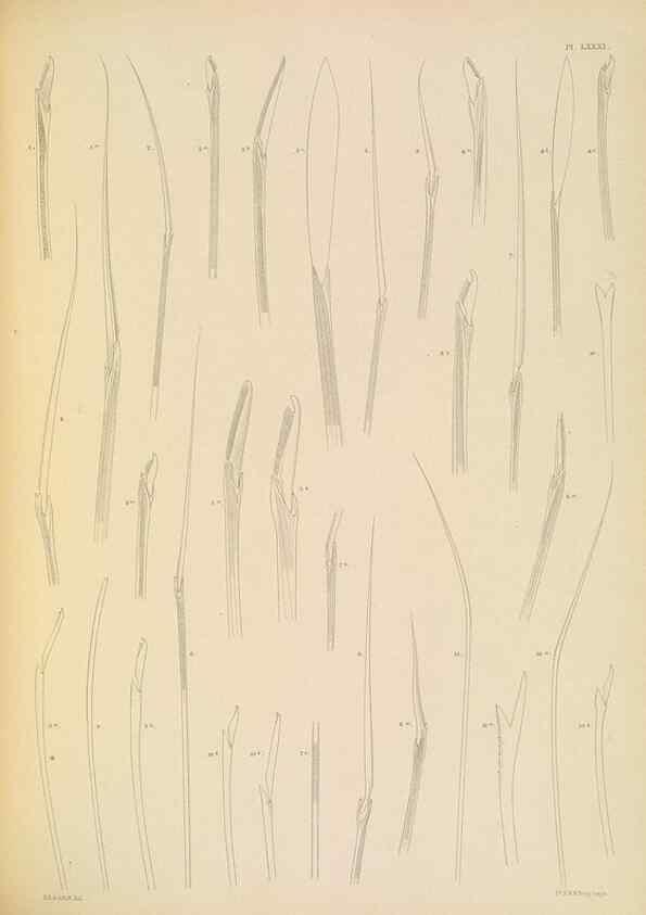 Reproducción/Reproduction 24960902965: A monograph of the British marine annelids.. London,The Ray society,1873/1900-1922/23.