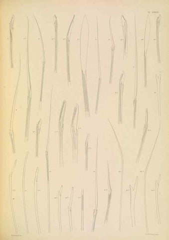 Reproducción/Reproduction 24960902965: A monograph of the British marine annelids.. London,The Ray society,1873/1900-1922/23.