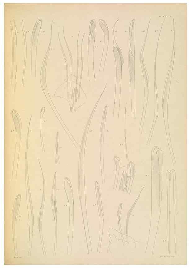 Reproducción/Reproduction 24867593621: A monograph of the British marine annelids.. London,The Ray society,1873/1900-1922/23.