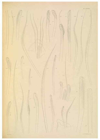 Reproducción/Reproduction 24867593621: A monograph of the British marine annelids.. London,The Ray society,1873/1900-1922/23.