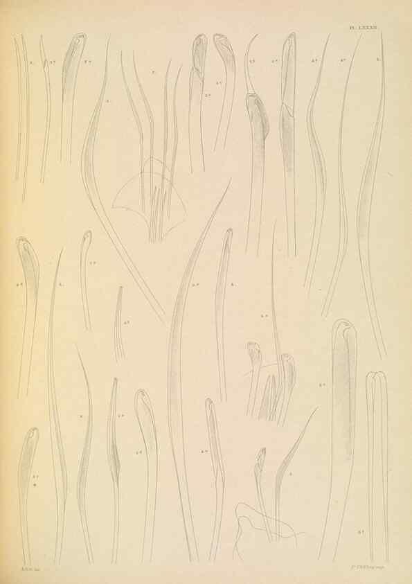 Reproducción/Reproduction 24867593621: A monograph of the British marine annelids.. London,The Ray society,1873/1900-1922/23.