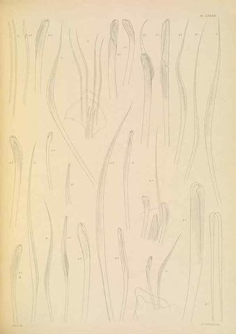 Reproducción/Reproduction 24867593621: A monograph of the British marine annelids.. London,The Ray society,1873/1900-1922/23.