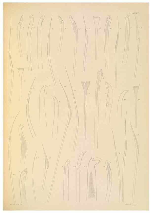 Reproducción/Reproduction 24334073583: A monograph of the British marine annelids.. London,The Ray society,1873/1900-1922/23.