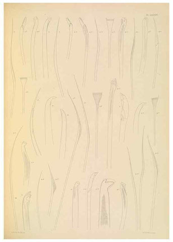 Reproducción/Reproduction 24334073583: A monograph of the British marine annelids.. London,The Ray society,1873/1900-1922/23.