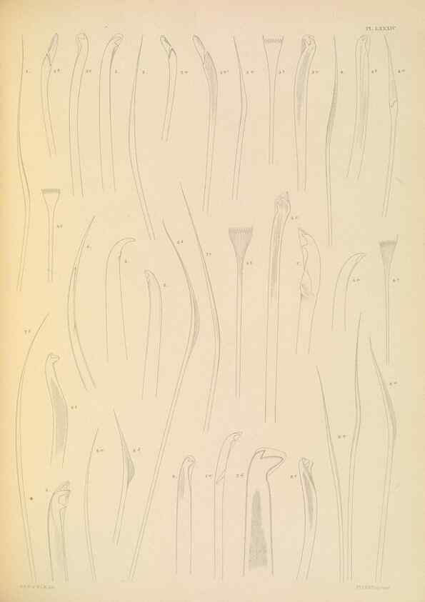 Reproducción/Reproduction 24334073583: A monograph of the British marine annelids.. London,The Ray society,1873/1900-1922/23.