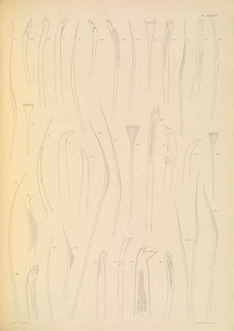 Reproducción/Reproduction 24334073583: A monograph of the British marine annelids.. London,The Ray society,1873/1900-1922/23.