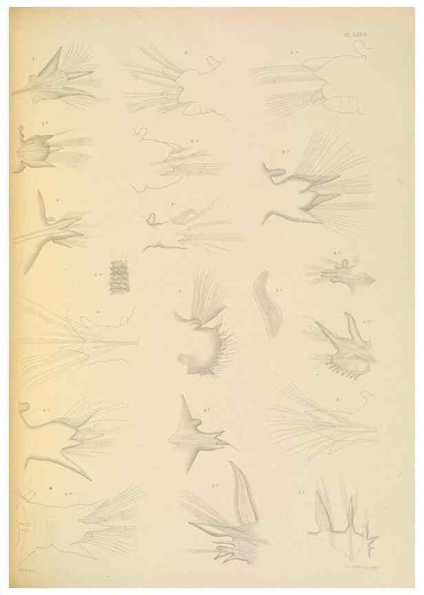 Reproducción/Reproduction 24867577071: A monograph of the British marine annelids.. London,The Ray society,1873/1900-1922/23.
