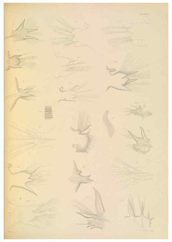 Reproducción/Reproduction 24867577071: A monograph of the British marine annelids.. London,The Ray society,1873/1900-1922/23.