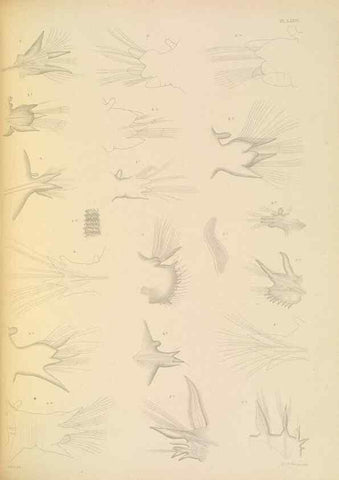 Reproducción/Reproduction 24867577071: A monograph of the British marine annelids.. London,The Ray society,1873/1900-1922/23.