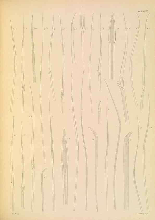Reproducción/Reproduction 24330319074: A monograph of the British marine annelids.. London,The Ray society,1873/1900-1922/23.