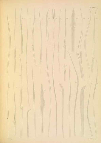 Reproducción/Reproduction 24330319074: A monograph of the British marine annelids.. London,The Ray society,1873/1900-1922/23.