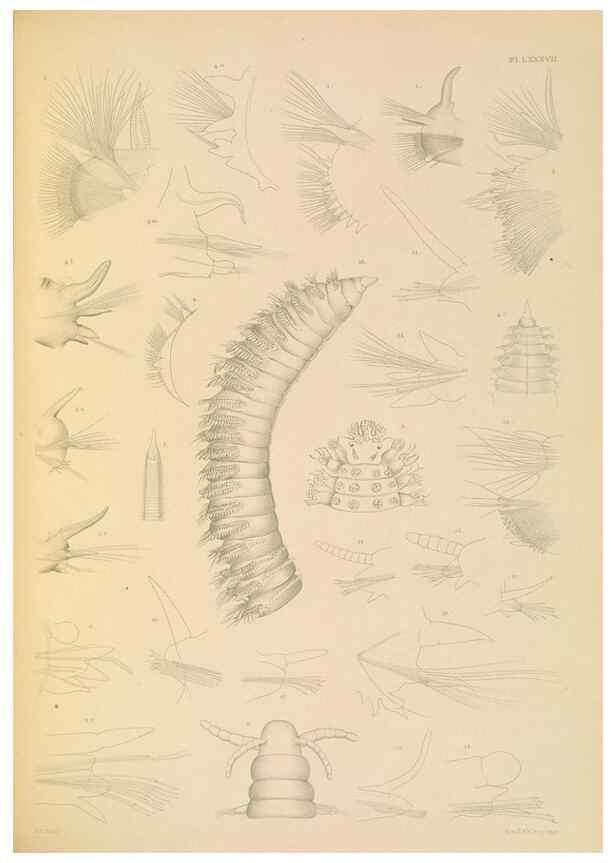 Reproducción/Reproduction 24842965512: A monograph of the British marine annelids.. London,The Ray society,1873/1900-1922/23.