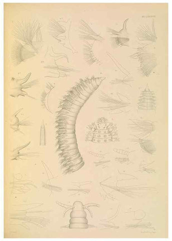 Reproducción/Reproduction 24842965512: A monograph of the British marine annelids.. London,The Ray society,1873/1900-1922/23.