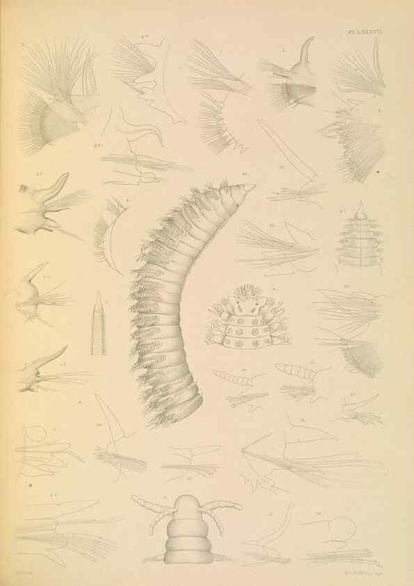 Reproducción/Reproduction 24842965512: A monograph of the British marine annelids.. London,The Ray society,1873/1900-1922/23.