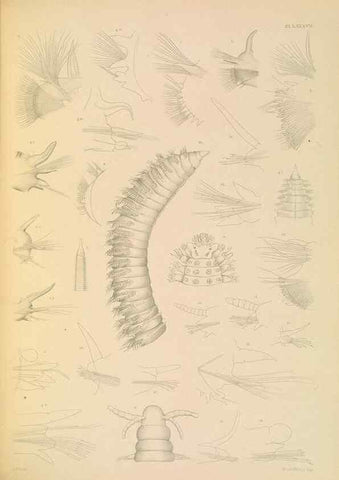Reproducción/Reproduction 24842965512: A monograph of the British marine annelids.. London,The Ray society,1873/1900-1922/23.
