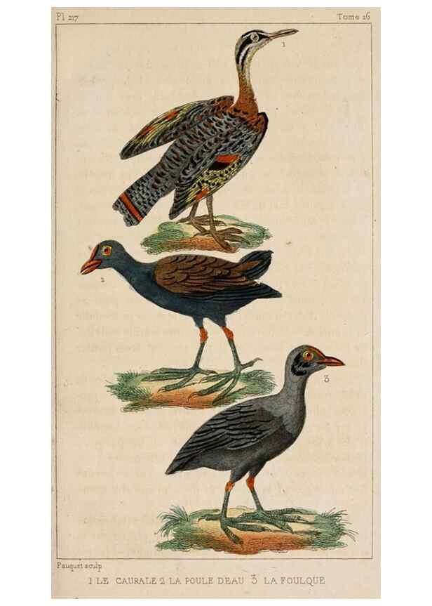 Reproducción/Reproduction 25212448990: Oeuvres complètes de Buffon,. Paris,F.D. Pillot,1830-32 [v. 1, 1831]