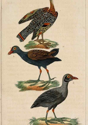 Reproducción/Reproduction 25212448990: Oeuvres complètes de Buffon,. Paris,F.D. Pillot,1830-32 [v. 1, 1831]