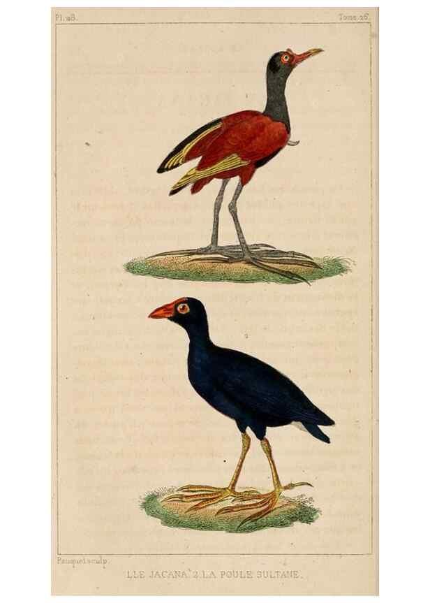 Reproducción/Reproduction 25140548419: Oeuvres complètes de Buffon,. Paris,F.D. Pillot,1830-32 [v. 1, 1831]