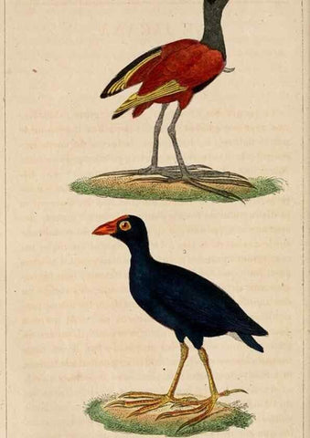 Reproducción/Reproduction 25140548419: Oeuvres complètes de Buffon,. Paris,F.D. Pillot,1830-32 [v. 1, 1831]