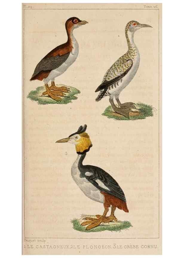 Reproducción/Reproduction 25389601402: Oeuvres complètes de Buffon,. Paris,F.D. Pillot,1830-32 [v. 1, 1831]