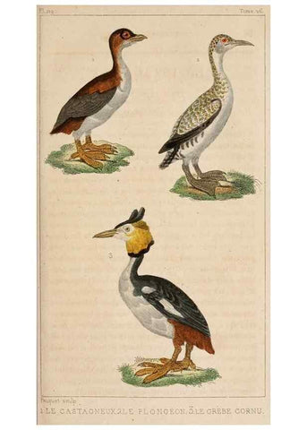 Reproducción/Reproduction 25389601402: Oeuvres complètes de Buffon,. Paris,F.D. Pillot,1830-32 [v. 1, 1831]