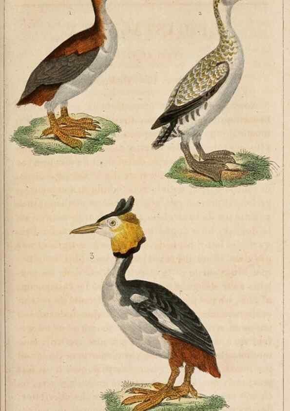 Reproducción/Reproduction 25389601402: Oeuvres complètes de Buffon,. Paris,F.D. Pillot,1830-32 [v. 1, 1831]
