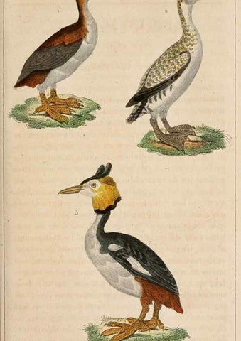 Reproducción/Reproduction 25389601402: Oeuvres complètes de Buffon,. Paris,F.D. Pillot,1830-32 [v. 1, 1831]