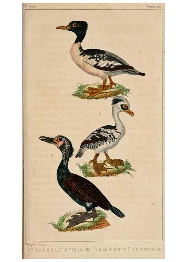 Reproducción/Reproduction 25415307941: Oeuvres complètes de Buffon,. Paris,F.D. Pillot,1830-32 [v. 1, 1831]