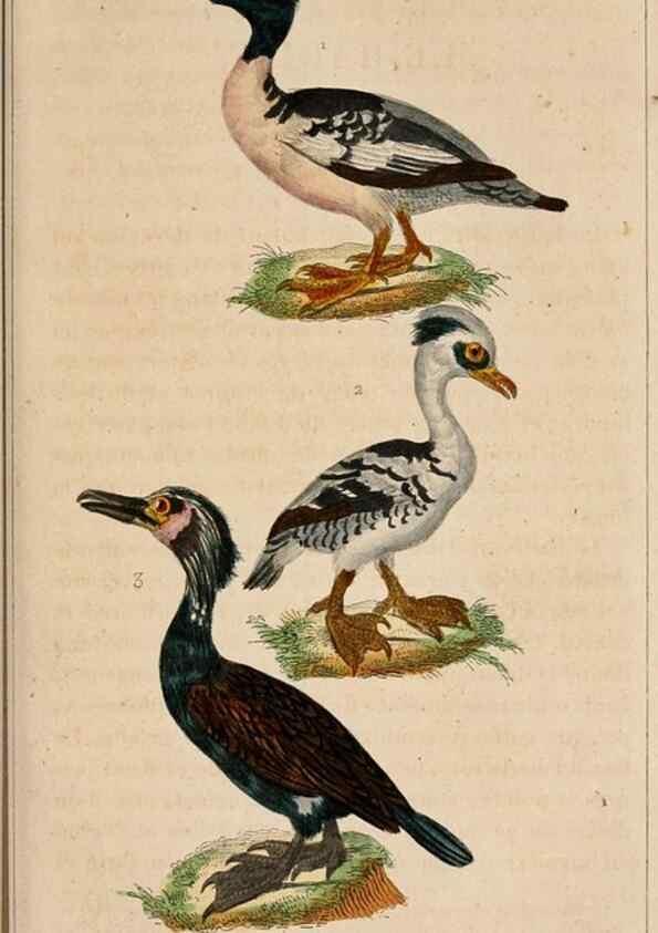 Reproducción/Reproduction 25415307941: Oeuvres complètes de Buffon,. Paris,F.D. Pillot,1830-32 [v. 1, 1831]