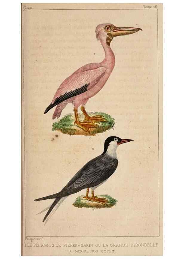 Reproducción/Reproduction 25389615242: Oeuvres complètes de Buffon,. Paris,F.D. Pillot,1830-32 [v. 1, 1831]
