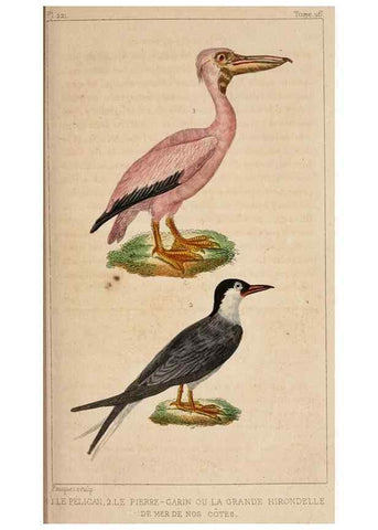 Reproducción/Reproduction 25389615242: Oeuvres complètes de Buffon,. Paris,F.D. Pillot,1830-32 [v. 1, 1831]