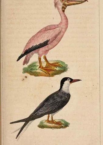 Reproducción/Reproduction 25389615242: Oeuvres complètes de Buffon,. Paris,F.D. Pillot,1830-32 [v. 1, 1831]