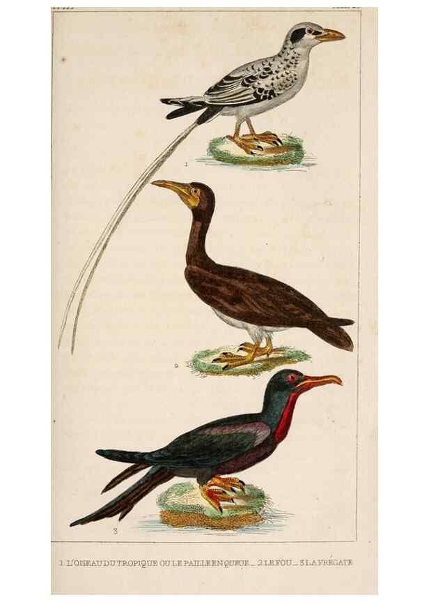 Reproducción/Reproduction 25140581469: Oeuvres complètes de Buffon,. Paris,F.D. Pillot,1830-32 [v. 1, 1831]