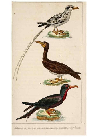 Reproducción/Reproduction 25140581469: Oeuvres complètes de Buffon,. Paris,F.D. Pillot,1830-32 [v. 1, 1831]