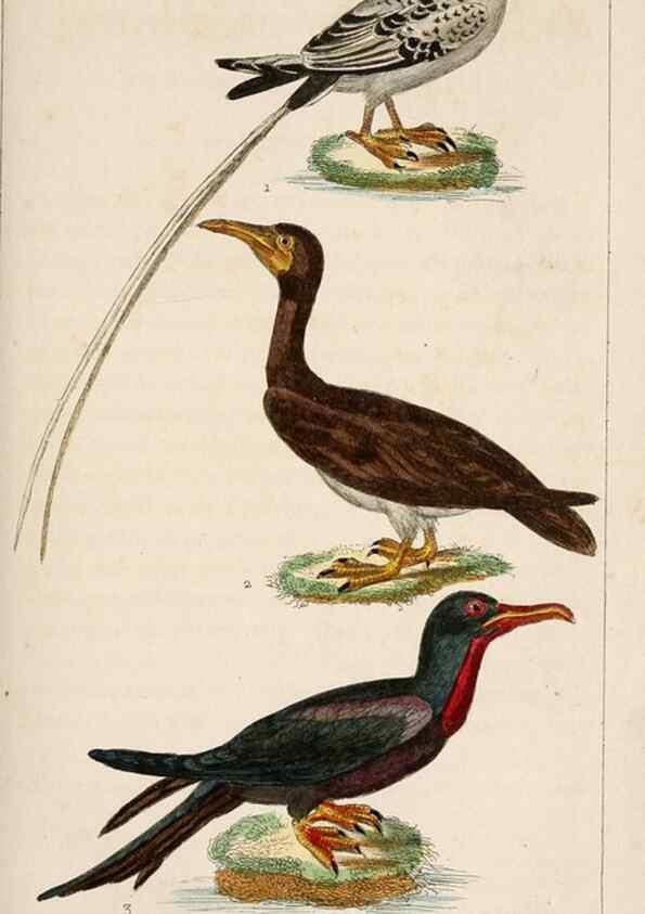 Reproducción/Reproduction 25140581469: Oeuvres complètes de Buffon,. Paris,F.D. Pillot,1830-32 [v. 1, 1831]